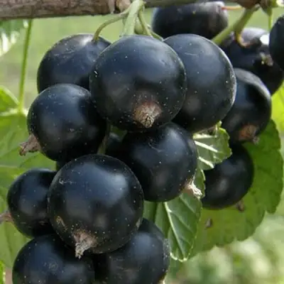 Смородина черная КЛУССОНОВСКАЯ в Молодечно