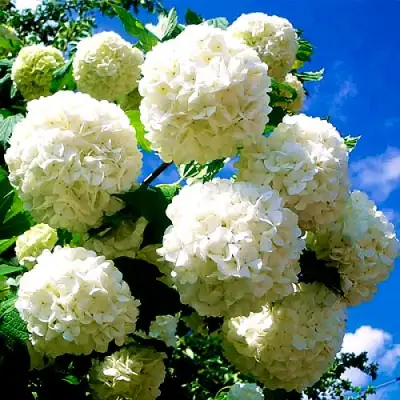 Калина БУЛЬДЕНЕЖ в Молодечно