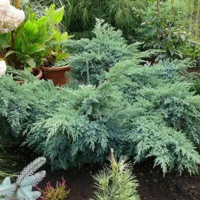 Можжевельник БЛЮ ШВЕД (СВИД) чешуйчатый в Молодечно