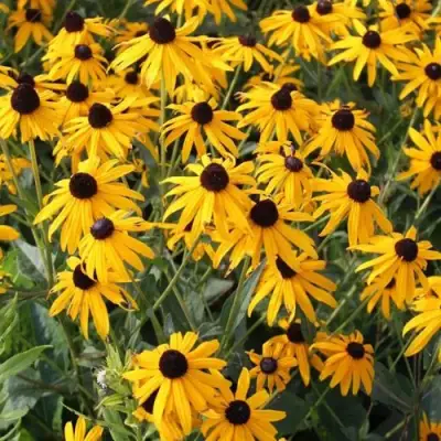 Рудбекия блестящая в Молодечно