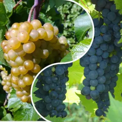 Комплект ИНЬ-ЯНЬ в Молодечно