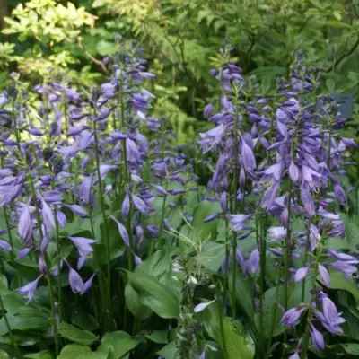 Хоста ГАРРИ ВАН ТРИЕР в Молодечно