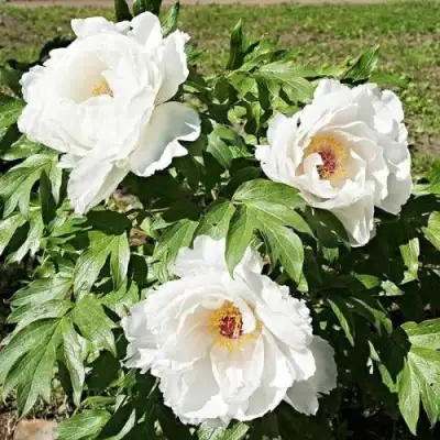 Пион ЛЕТНИЙ ДВОРЕЦ древовидный в Молодечно