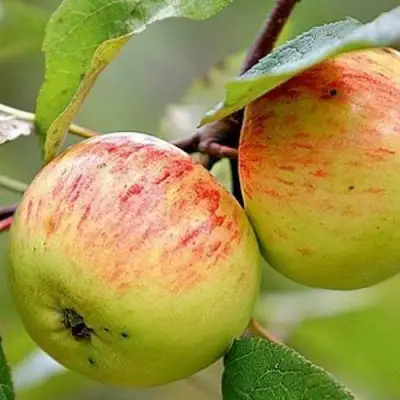 Яблоня РАНЕТКА (КОРОБОВКА) в Молодечно