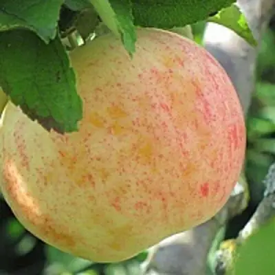 Яблоня ЛЕТНЕЕ СЛАДКОЕ в Молодечно