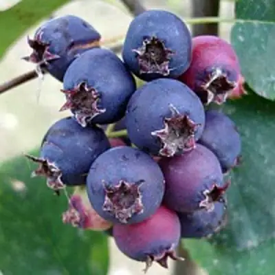 Ирга SLEYT в Молодечно