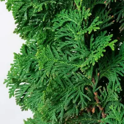 Туя СПИРАЛИС западная в Молодечно