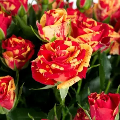 Роза ФАЙЕР ФЛЕШ спрей в Молодечно