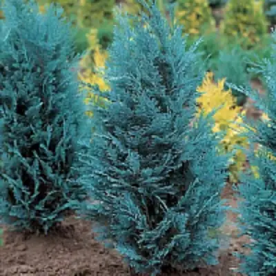 Кипарисовик ВАН ПЕЛЬТС БЛЮ лавсона в Молодечно