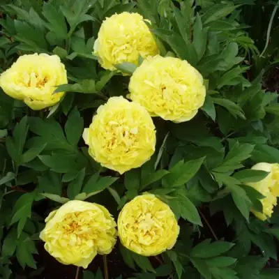 Пион ЗОЛОТАЯ КОРОНА древовидный в Молодечно