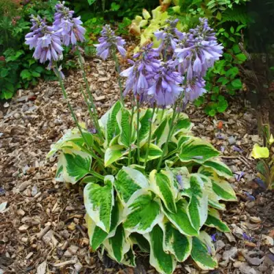 Хоста АУРЕОМАРГИНАТА в Молодечно