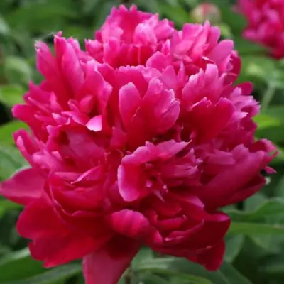 Пион ПЕСНЬ ВЕТРА травянистый в Молодечно