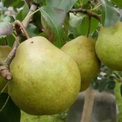 Груша ПЛАТОНОВСКАЯ в Молодечно