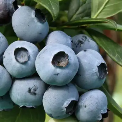 Голубика НЕЛЬСОН в Молодечно