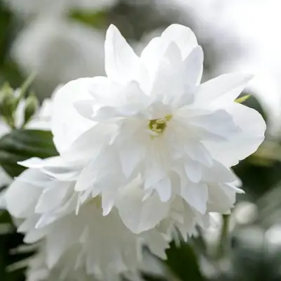 Жасмин МИНЕСОТА СНОУФЛЕЙК в Молодечно