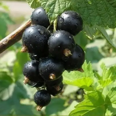 Смородина черная ПИГМЕЙ в Молодечно