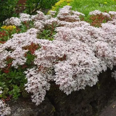 Очиток (седум) МУРАЛЕ белый в Молодечно