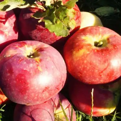 Яблоня АПОРТ в Молодечно