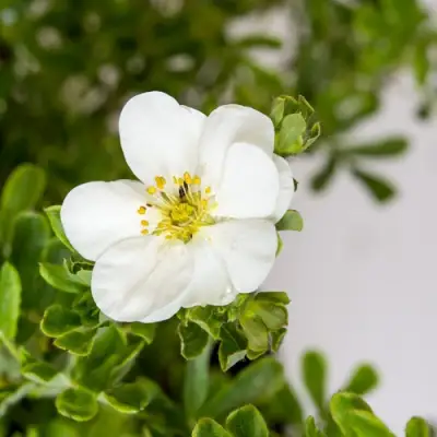 Лапчатка СНОУБЕРД кустарниковая в Молодечно