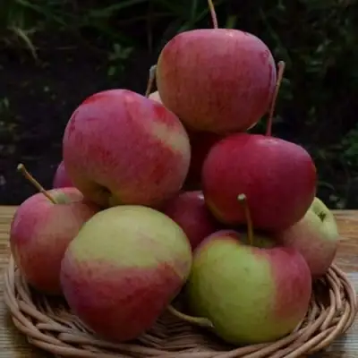 Яблоня РОДНИКОВАЯ в Молодечно