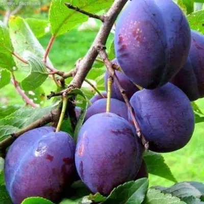 Слива ВЕНГЕРКА БЕЛОРУССКАЯ в Молодечно