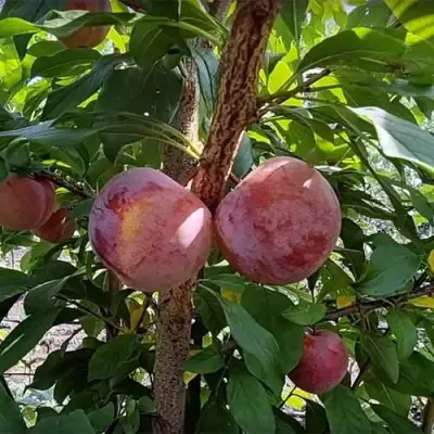 Плуот ГЕО ПРАЙД в Молодечно