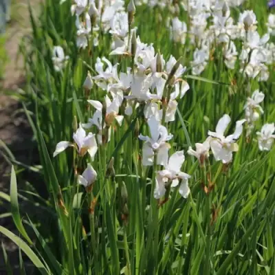 Ирис АЛЬБА сибирский в Молодечно