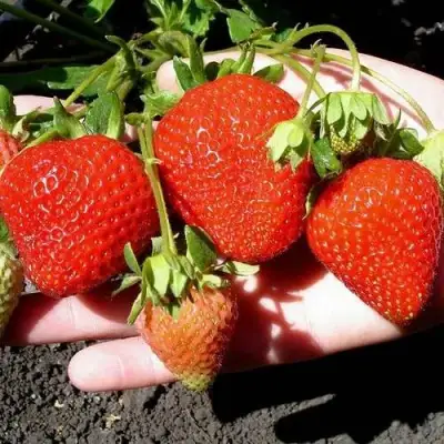 Клубника САН АНДРЕАС ремонтантная в Молодечно