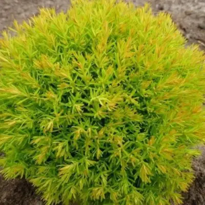 Туя АННИЕК западная в Молодечно