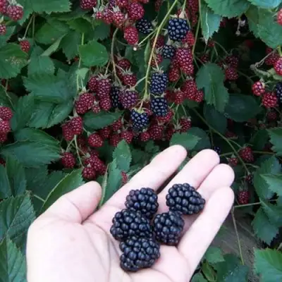 Ежевика ОРКАН бесшипная  в Молодечно