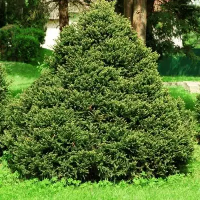 Ель ОЛЕНДОРФИ обыкновенная в Молодечно