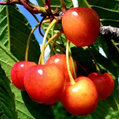 Черешня ФАТЕЖ в Молодечно