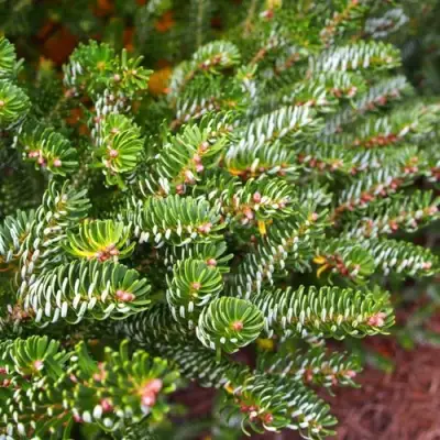 Пихта белая в Молодечно