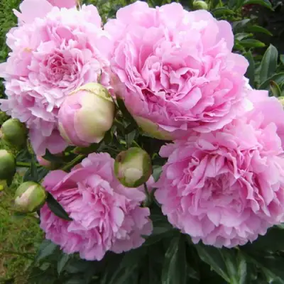 Пион ДИННЕР ПЛЕЙТ травянистый в Молодечно