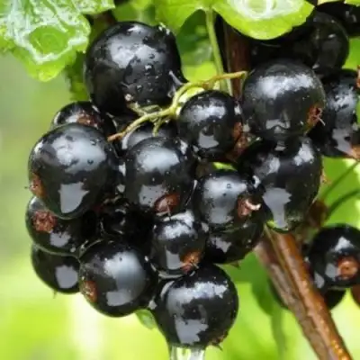 Смородина черная БЫЛИННАЯ (ВЕРНОСТЬ) в Молодечно