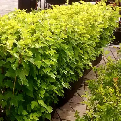 Комплект АНГЕЛ ГОЛД в Молодечно