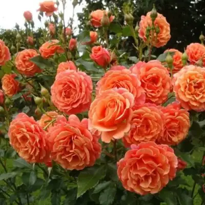 Роза БЕЛЬВЕДЕР шраб в Молодечно