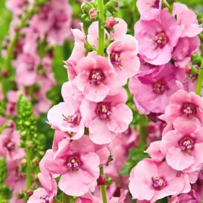 Коровяк ПИНК ДОМИНО гибридный (вербаскум) в Молодечно