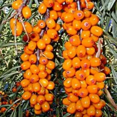 Облепиха СУДАРУШКА в Молодечно