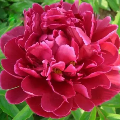 Пион КИТАЙСКИЙ ШЕЛК травянистый в Молодечно