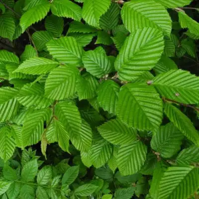 Граб  в Молодечно