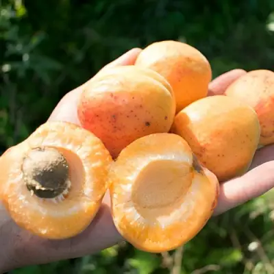 Абрикос ХАРГРАНД в Молодечно