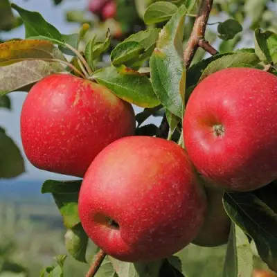 Яблоня ГАЛА МАСТ в Молодечно