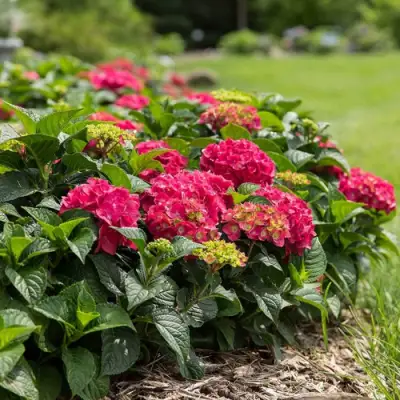 Гортензия ЭНДЛЕСС САММЕР ЛАВ крупнолистная в Молодечно