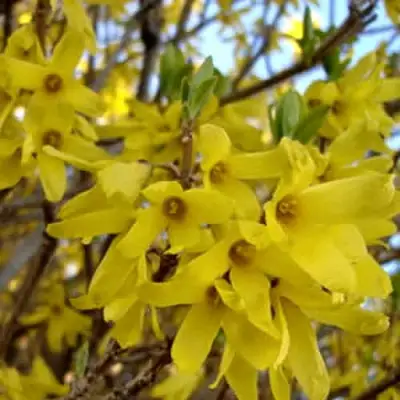 Форзиция ФОРЧУНА в Молодечно