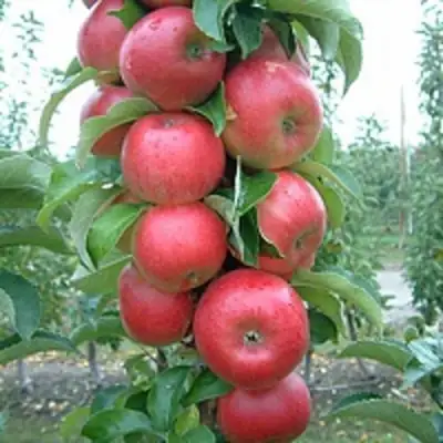 Яблоня АНТЕЙ КИЕВСКИЙ колонновидная в Молодечно