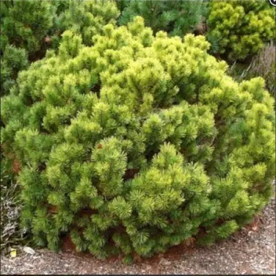 Ель ДАНС ДВАРФ обыкновення в Молодечно