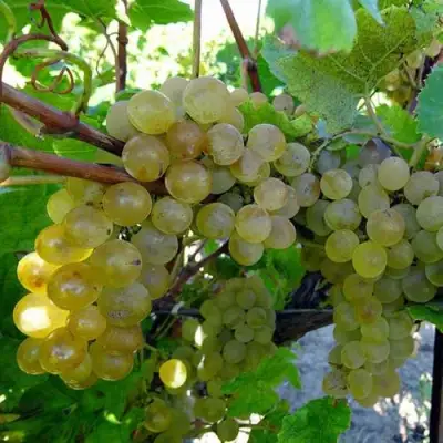 Виноград КРИСТАЛЛ в Молодечно