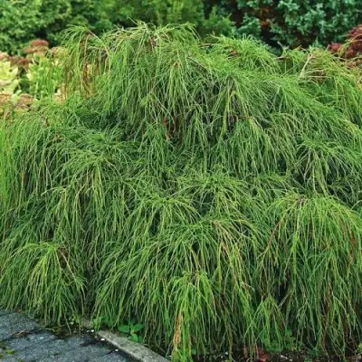 Кипарисовик ФИЛИФЕРА НАНА горохоплодный  в Молодечно