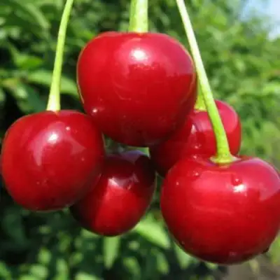 Дюк ПРЕВОСХОДНАЯ ВЕНЬЯМИНОВА в Молодечно